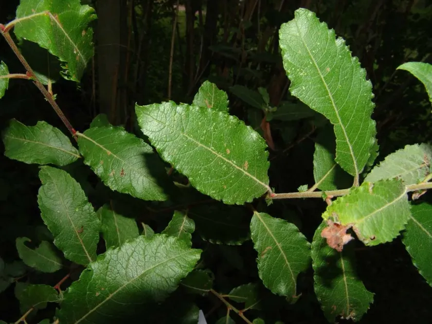 Phaner willow