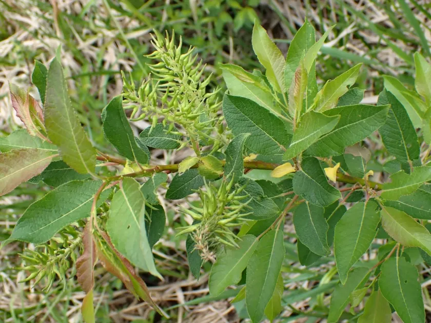 Balsam willow