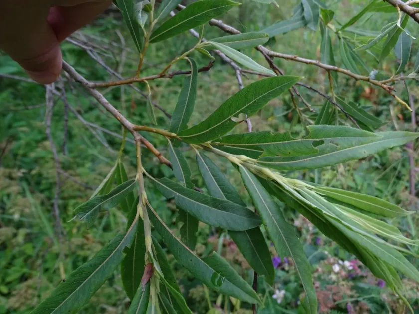 Purple willow