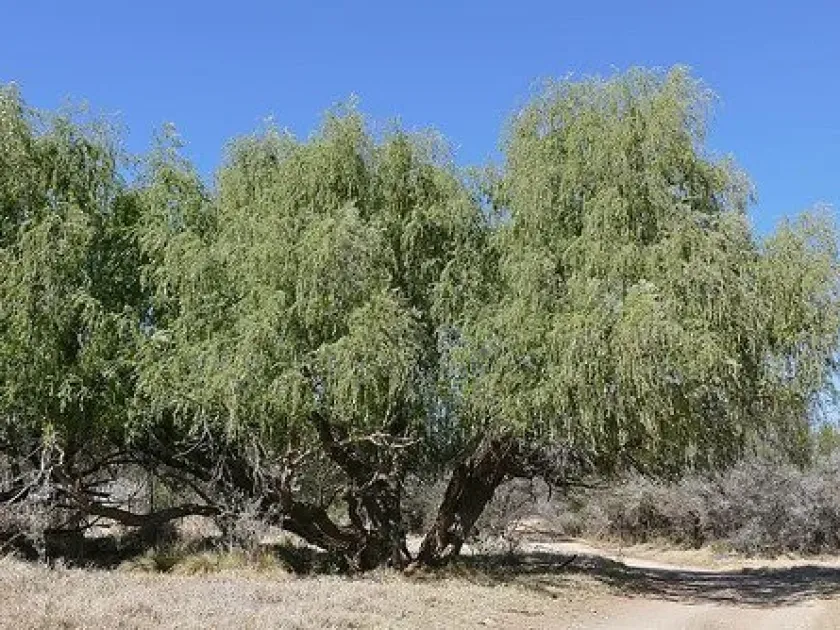 Mucronate willow