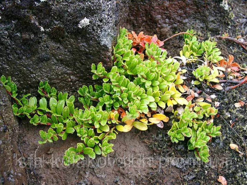 Salix simulatrix