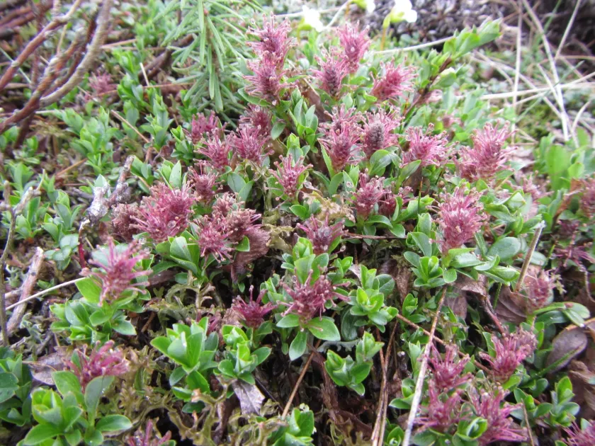 Bearberry willow