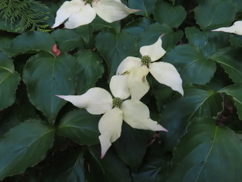 Kousa dogwood