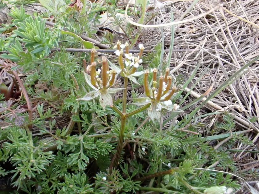 Scandix macrorhyncha
