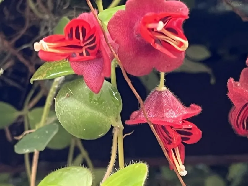 Aeschynanthus tricolor