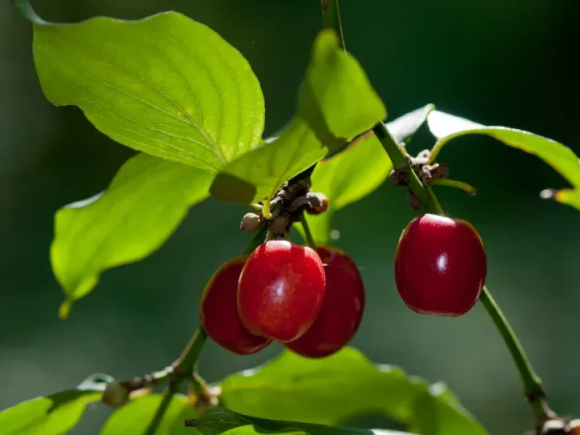 Hybrid of Cornus officinalis and Cornus mas