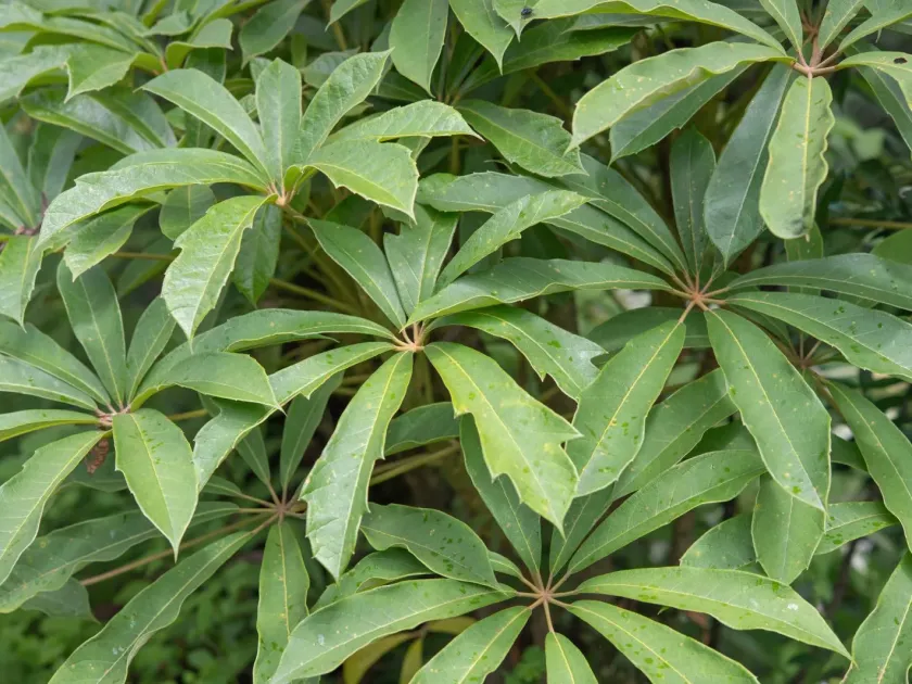 Schefflera impressa