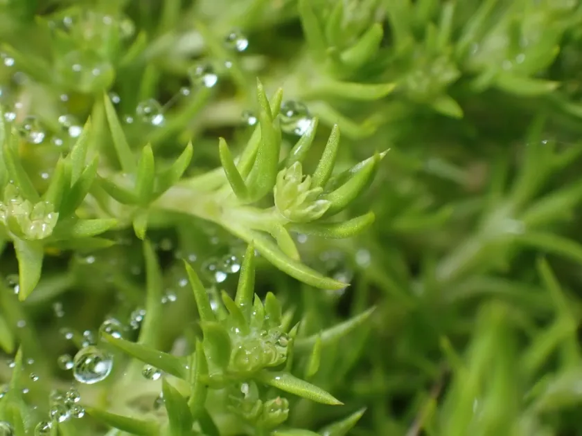 Scleranthus brockiei