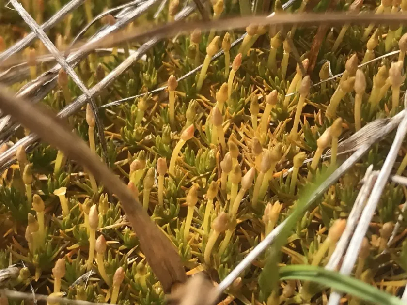 Scleranthus uniflorus