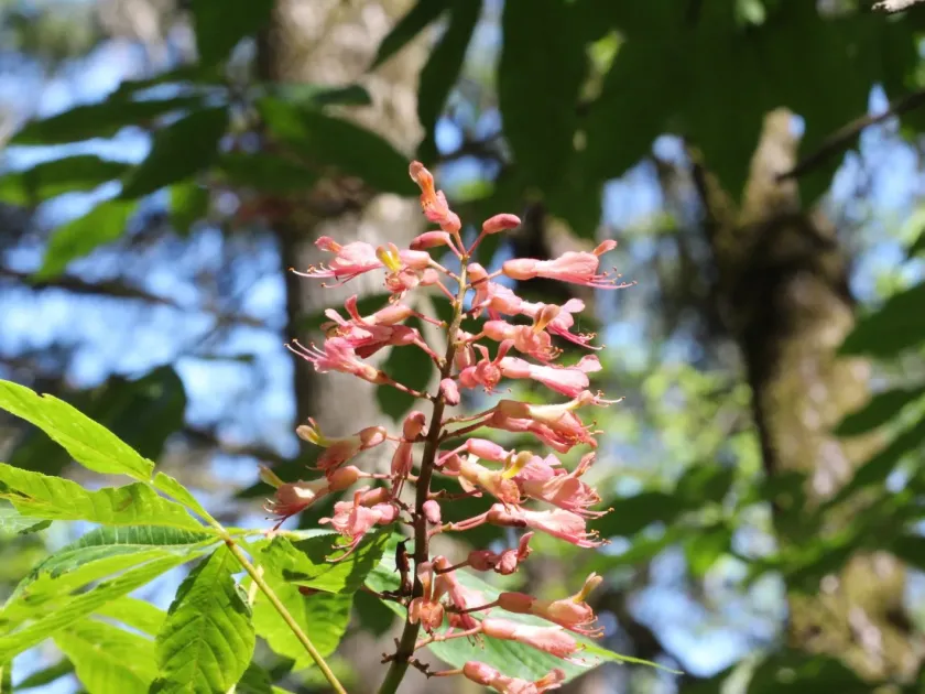 Bush's horse-chestnut
