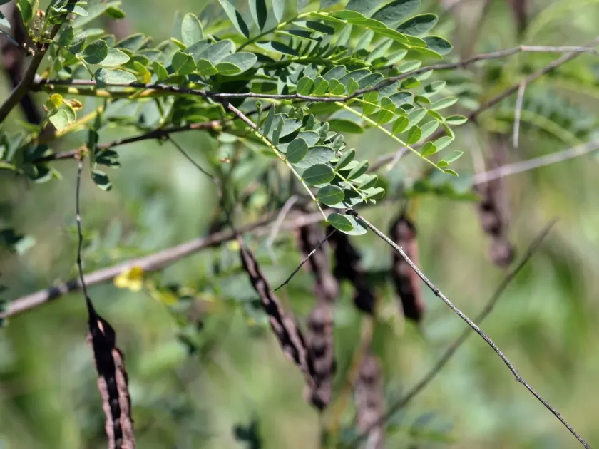 Sesbania drummondii
