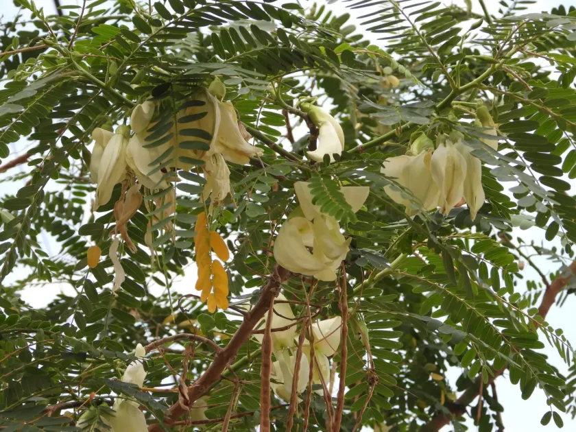 Sesbania grandiflora