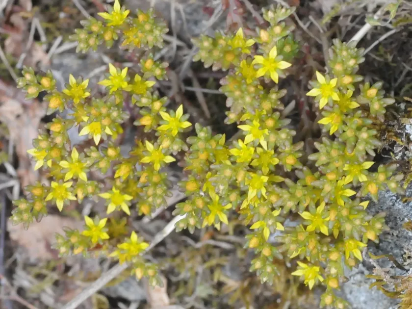 Annual stonecrop