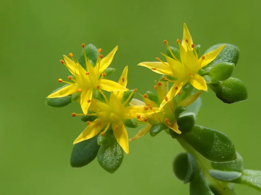 Bulbiferous stonecrop
