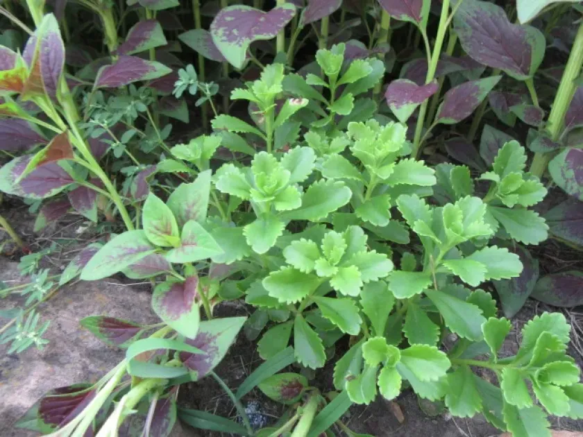 Phedimus floriferus