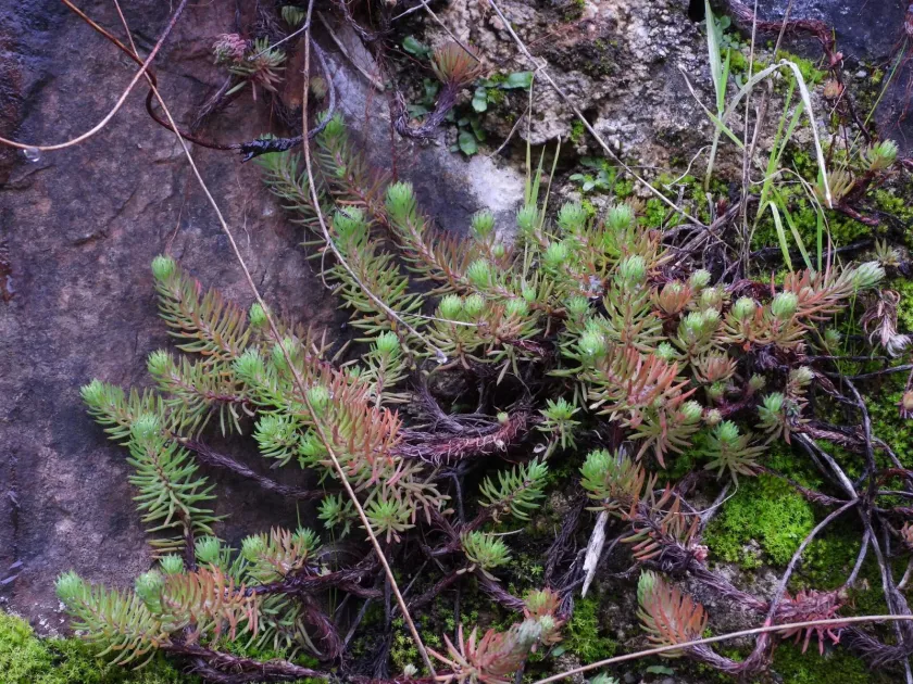Forster's stonecrop