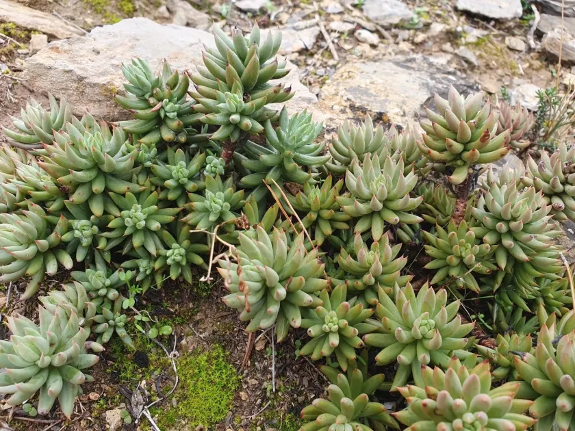 Thick-leaved stonecrop
