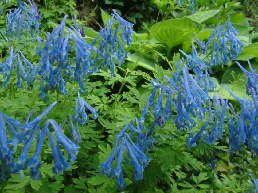 Hybrids of Corydalis elata and Corydalis flexuosa