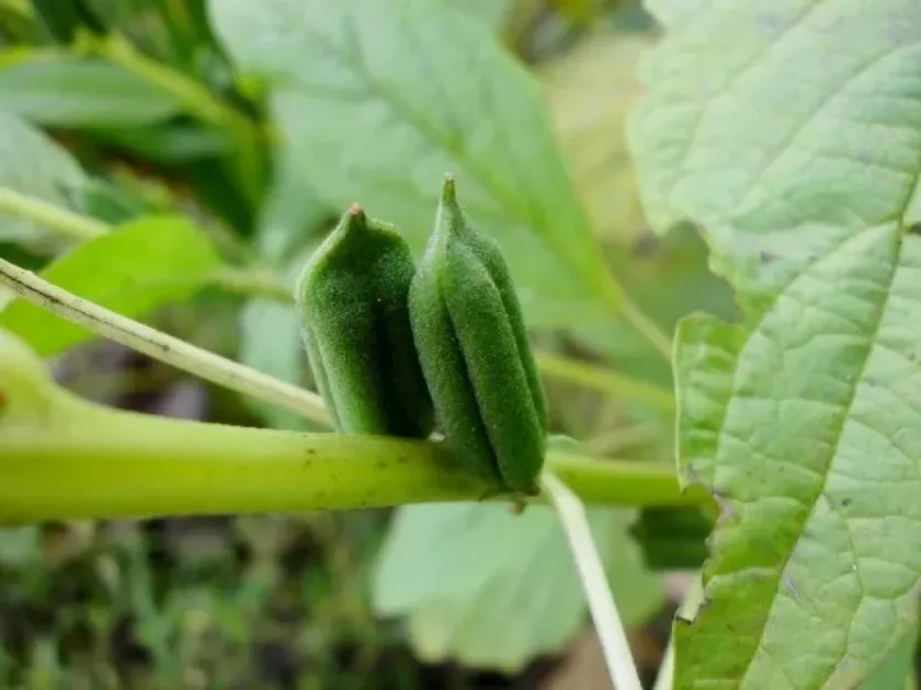 Japanese sesame
