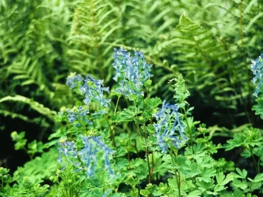Corydalis elata