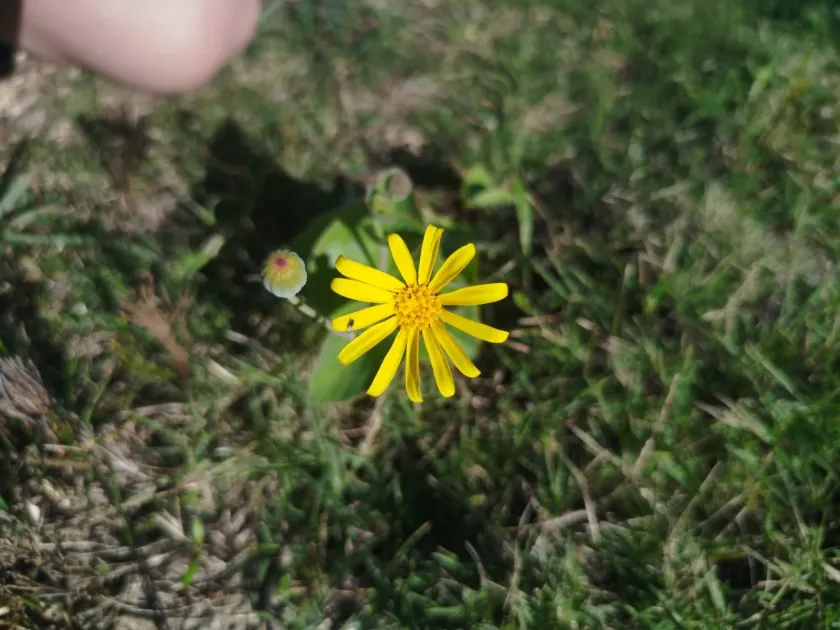 Senecio ruwenzoriensis