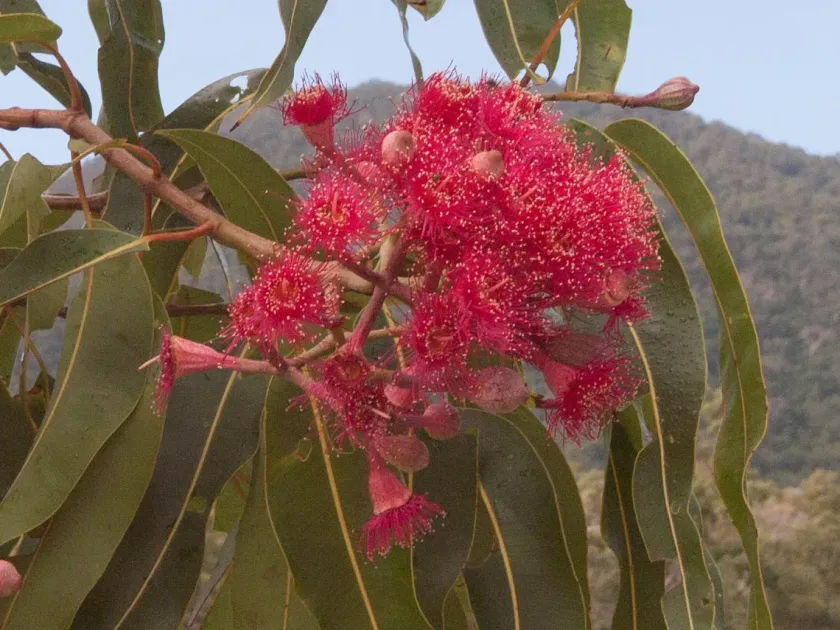 Hybrid Corymbia
