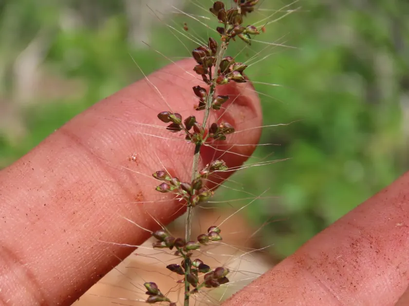 Liebmann's bristlegrass