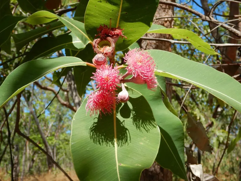 Corymbia ptychocarpa