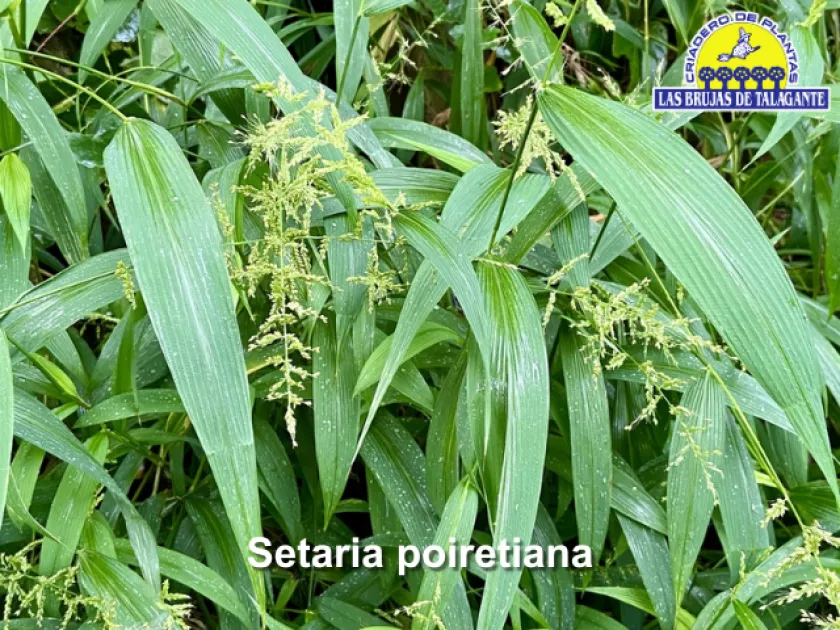 Setaria poiretiana