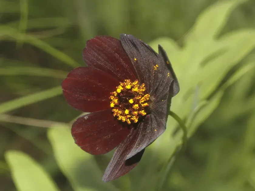 Chocolate Cosmos