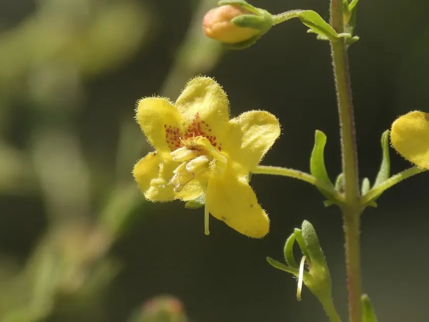 Seymeria pectinata
