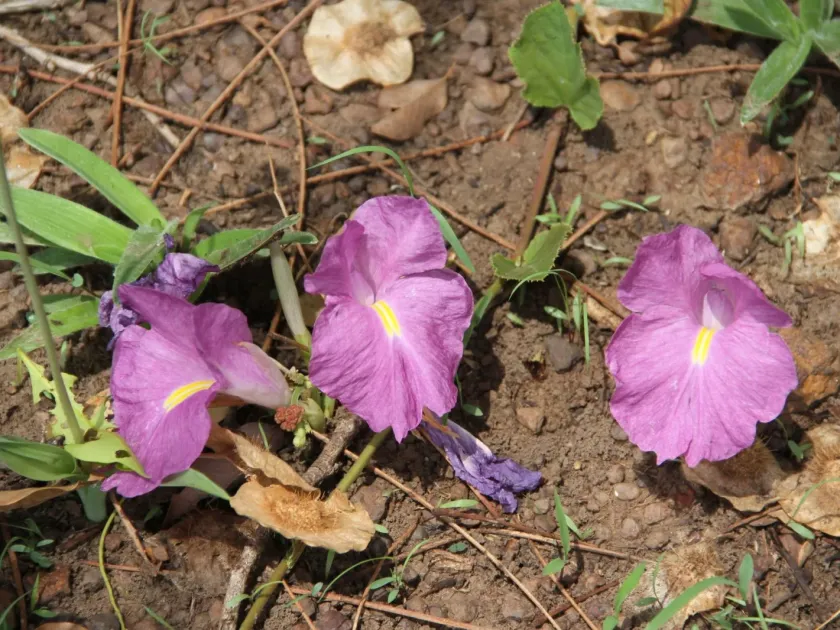 Siphonochilus aethiopicus