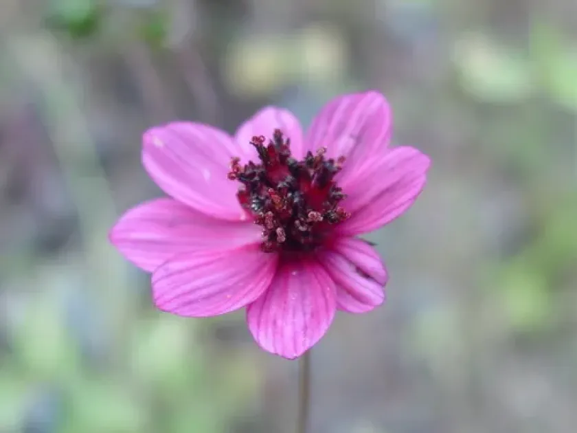 Purple cosmos