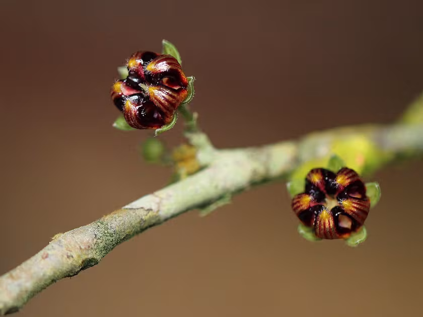 Scaphopetalum