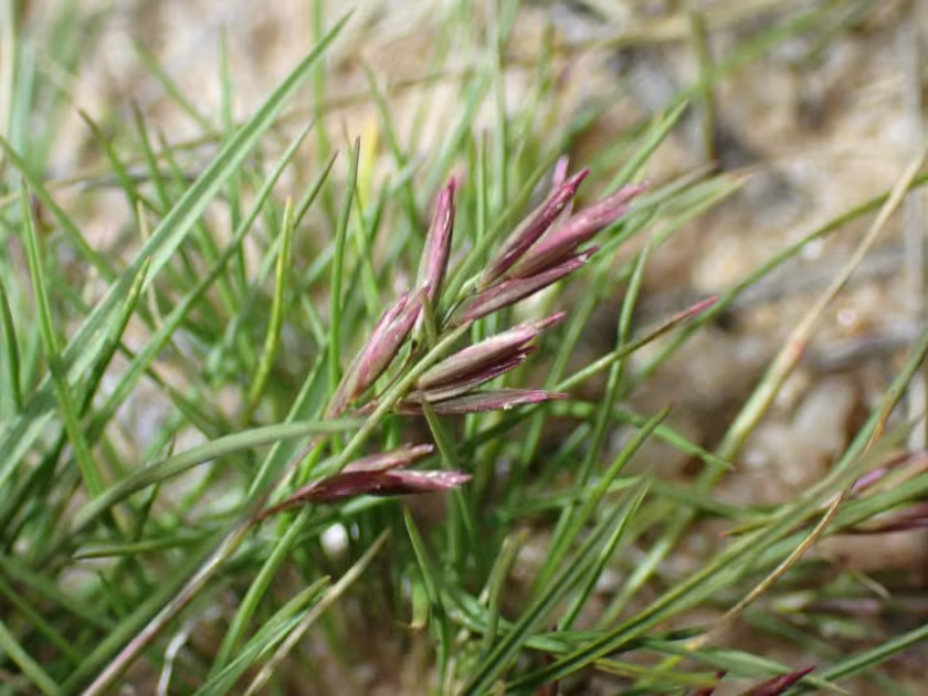 Schismus barbatus