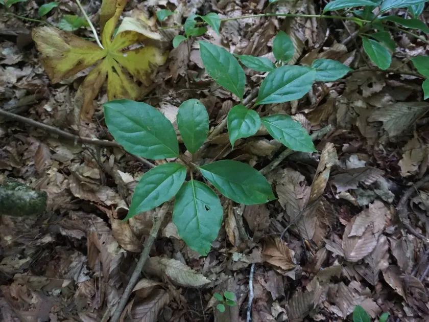 Schisandra glabra