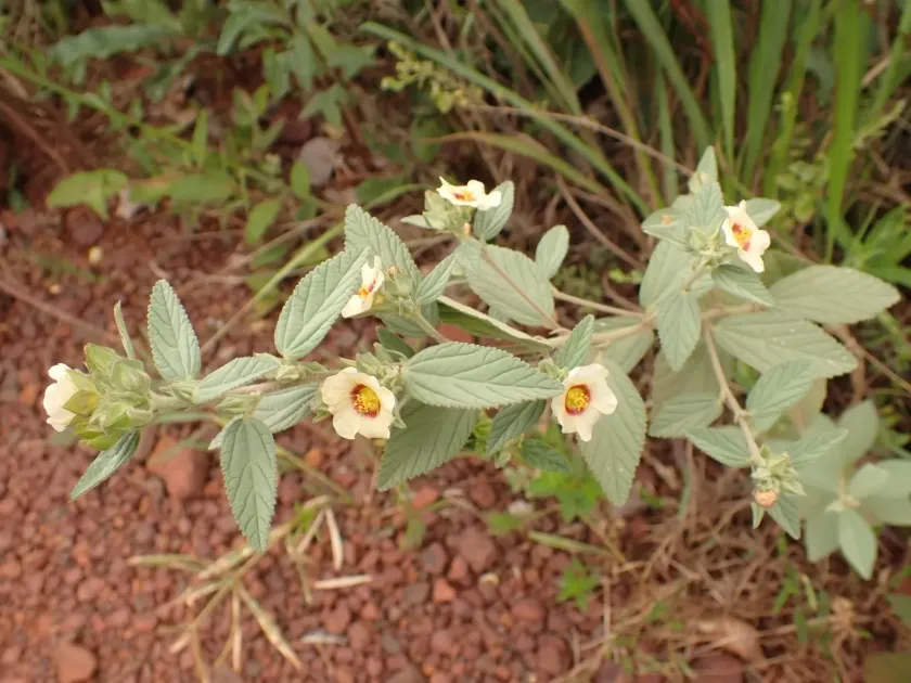 Sida glaziovii