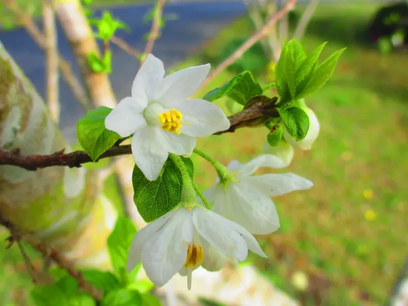 Sinojackia rehderiana