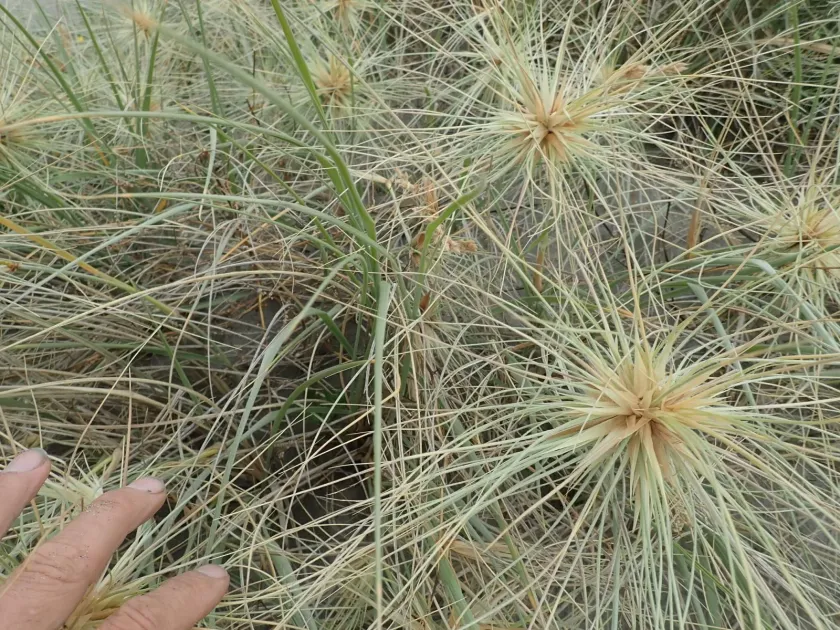 Silky beach grass