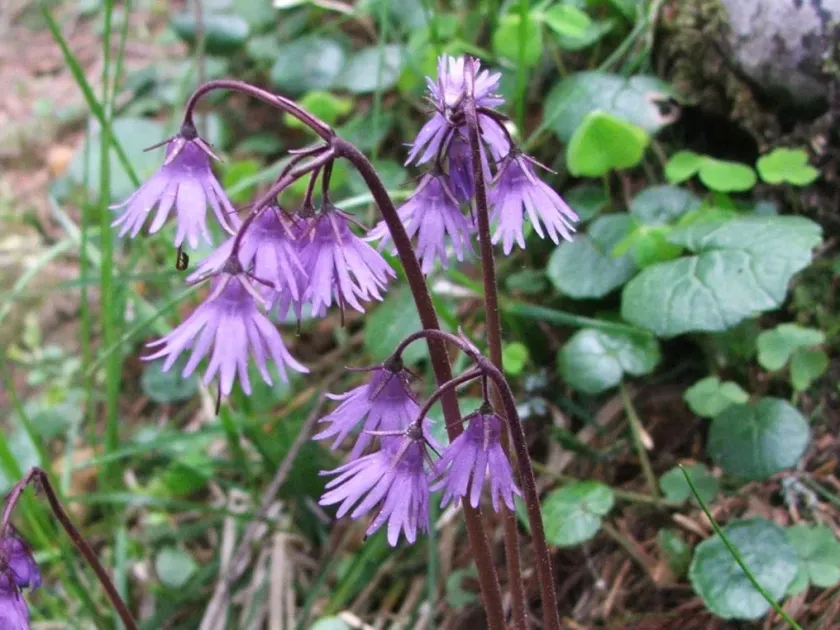 Mountain soldanella