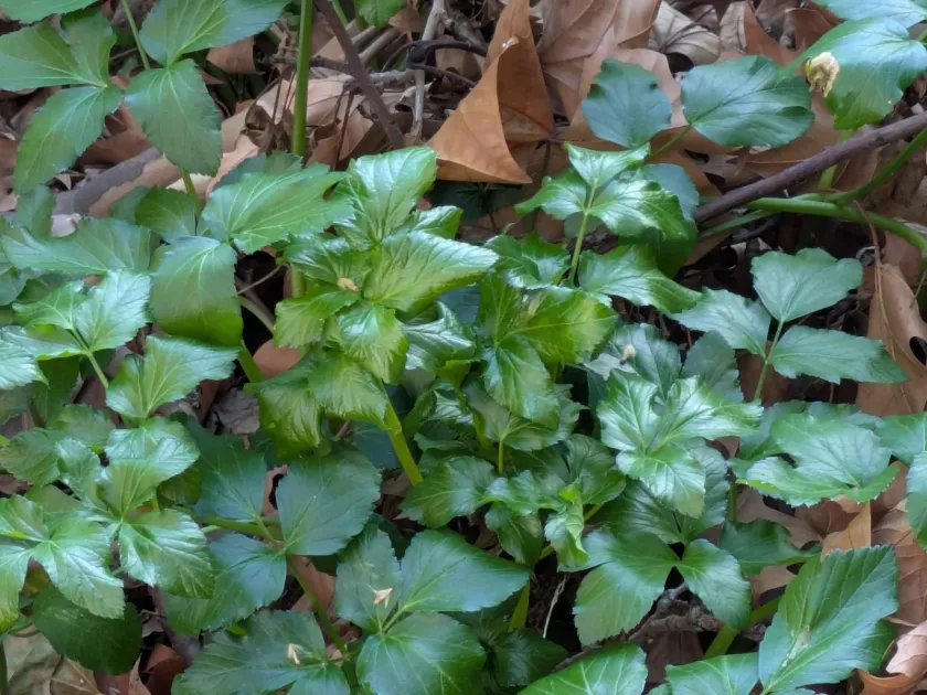 Alexanders