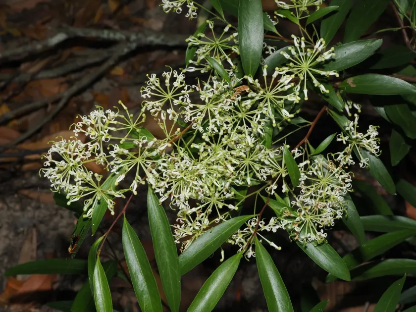 Scrub Beefwood