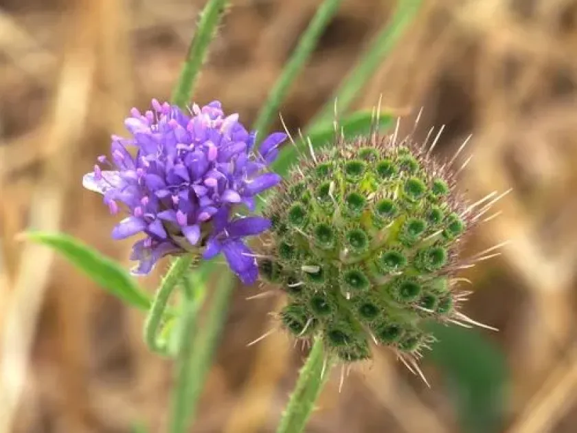 Syrian cephalaria