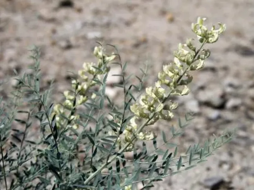 Sophora pachycarpa