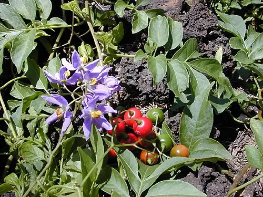 Solanum ahanhuiri