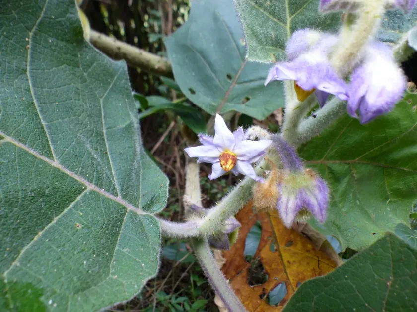 Solanum vestissimum