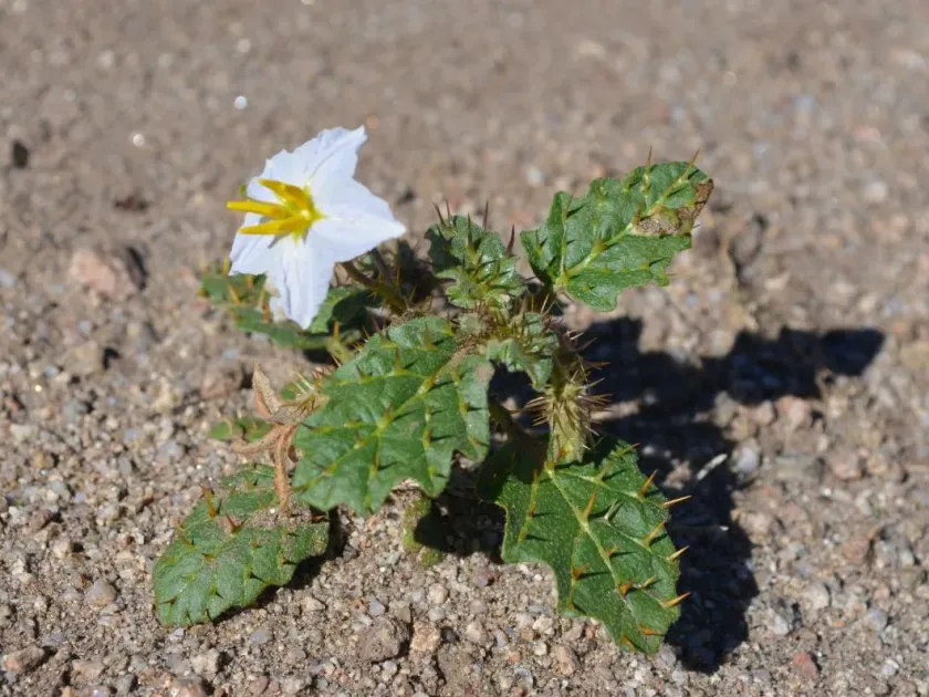 Solanum juvenale