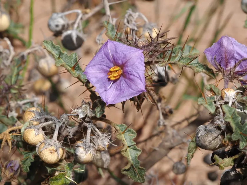 Rock Nightshade
