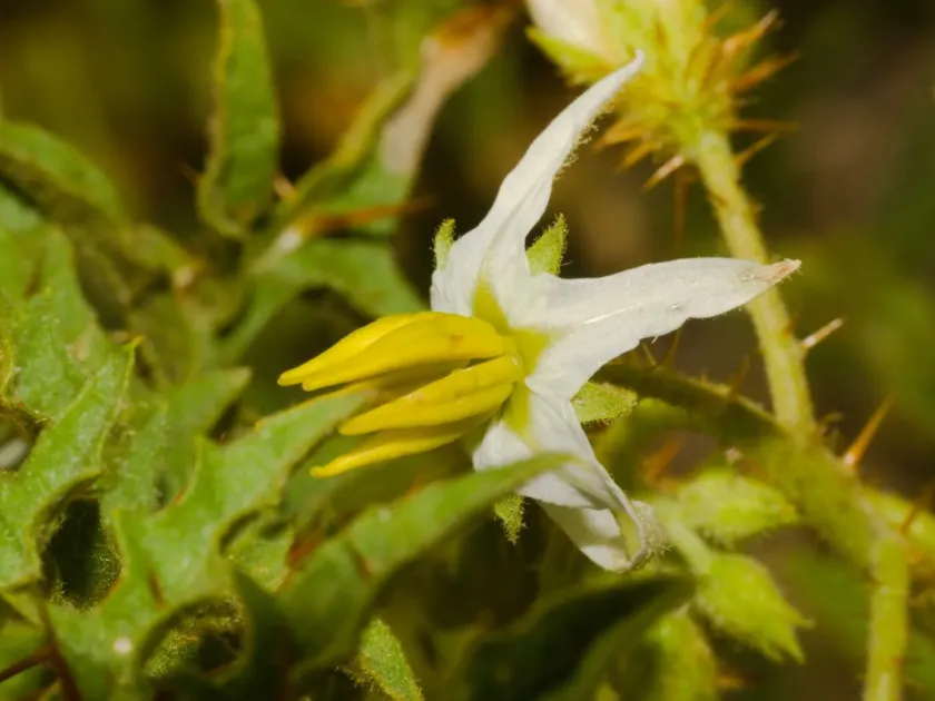 Solanum hasslerianum