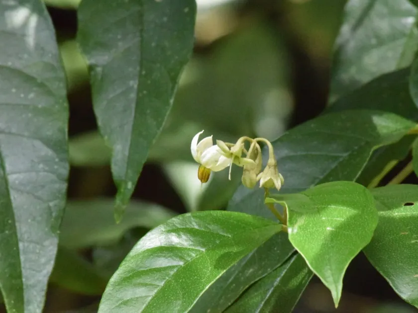 Solanum swartzianum